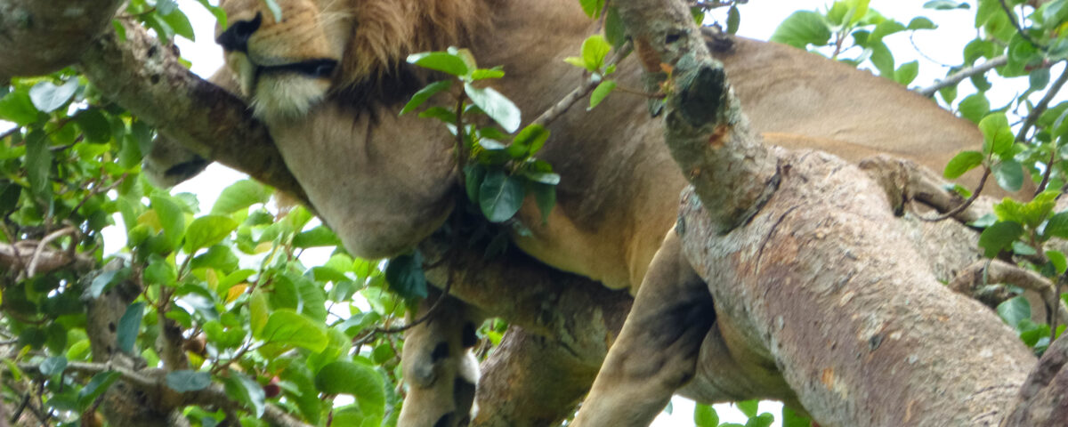 Lake Manyara National Park