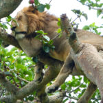 Ishasha tree-climbing lions