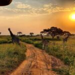 Family Safari Seasons