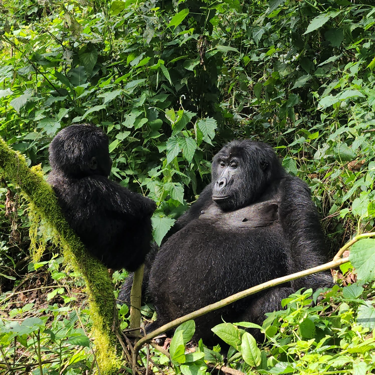 What Are the Top Wildlife Experiences in Uganda and Kenya?