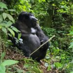 Guide to Uganda Gorilla Permits