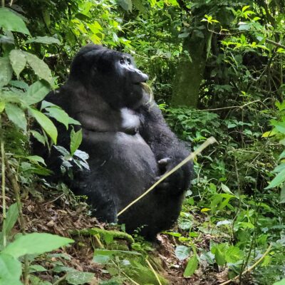 Guide to Uganda Gorilla Permits