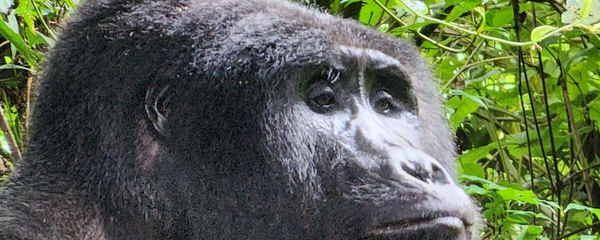What Are the Top Wildlife Experiences in Uganda and Kenya?