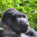 What Are the Top Wildlife Experiences in Uganda and Kenya?