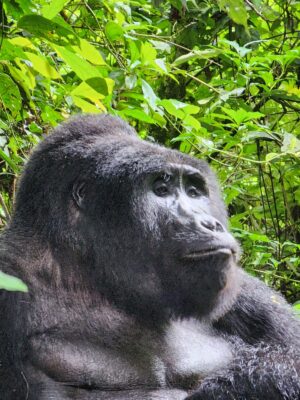 What Are the Top Wildlife Experiences in Uganda and Kenya?