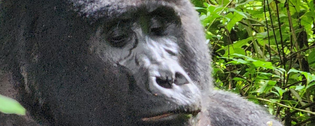 Bwindi vs Mgahinga trekking