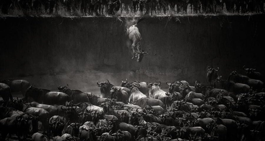 2026 Great Migration