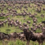 Ngorongoro Crater private safari