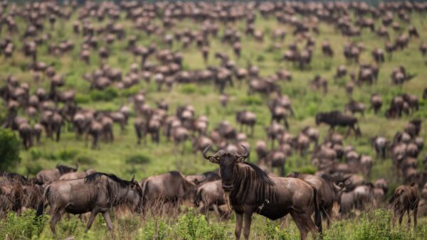 Ngorongoro Crater private safari