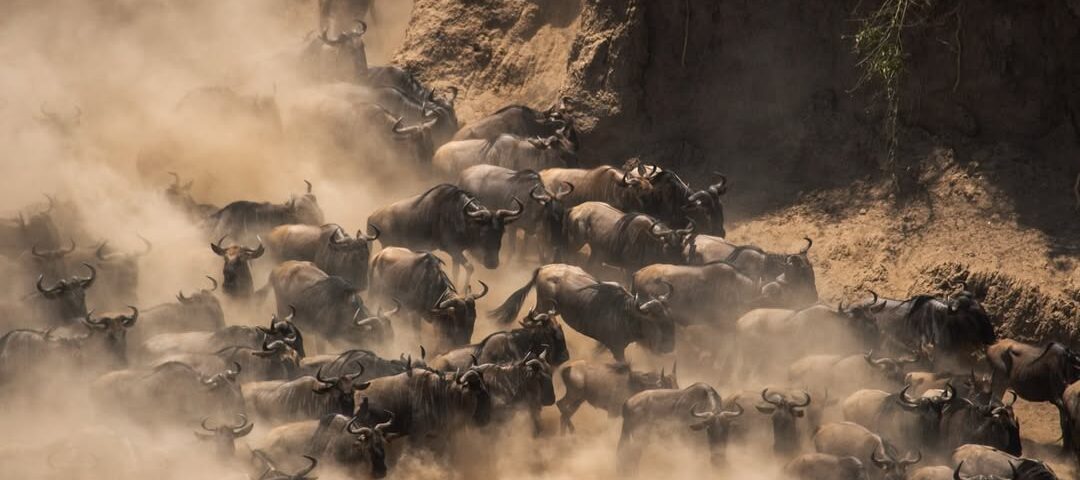 When to See the Great Migration in Tanzania