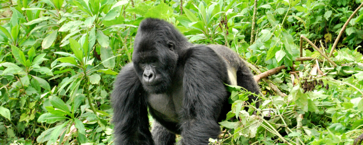 primate triple crown