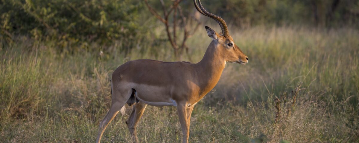 Lake Mburo National Park