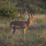 Lake Mburo National Park