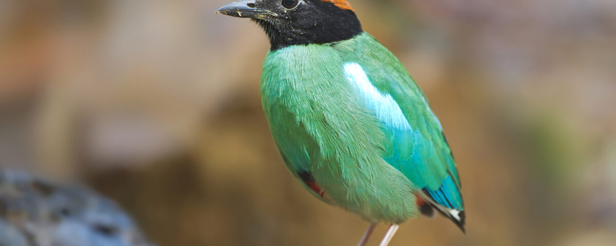 Ruhija’s Birding Advantage