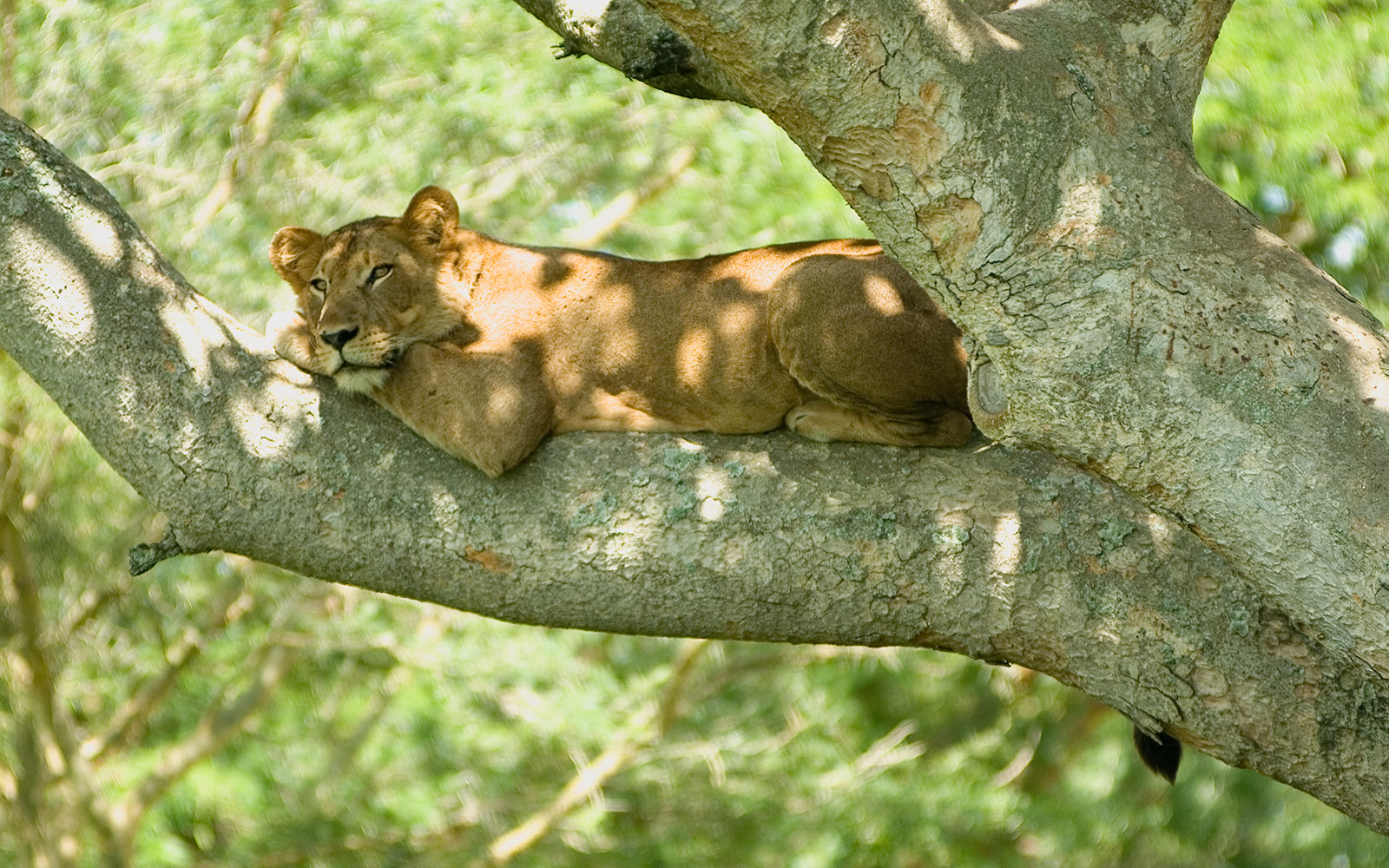 Ishasha tree-climbing lions