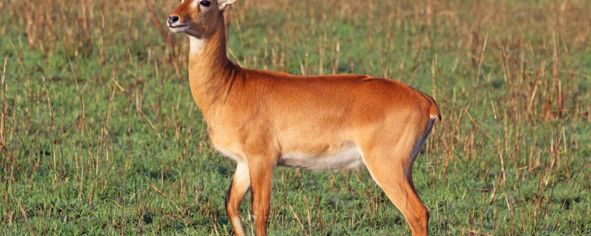 Queen Elizabeth National Park