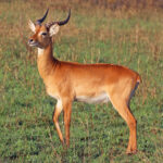 Queen Elizabeth National Park