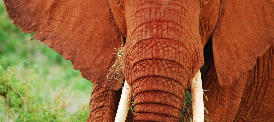 Uganda Safari 2026 Bwindi and Murchison Falls