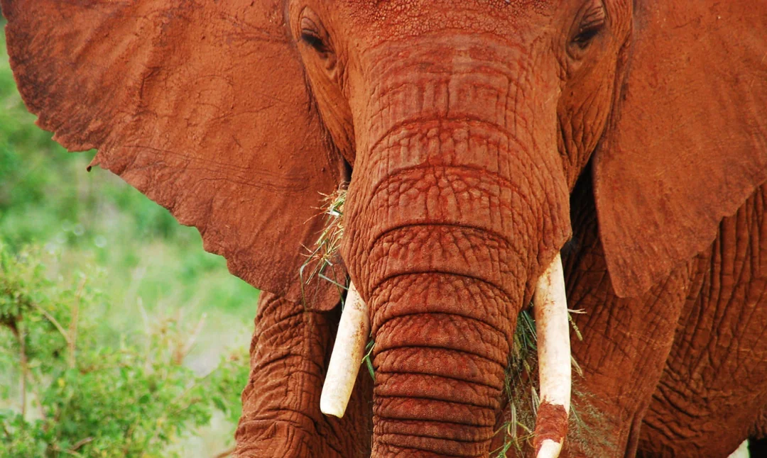 The Red Elephants of Tsavo: Kenya’s Crimson Giants - Jackal Adventures